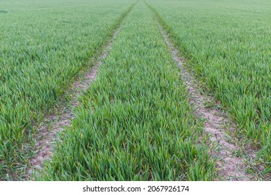 Farm track through a green field of young crops in spring. Organic farming background or agricultural concept, UK