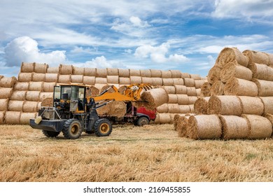 Farm Tractor Unloads Straw Bales From Truck. Heaps Of Wheat Straw On The Farm. Wheat Straw Can Be Used As Fuel, As Animal Feed And As Raw Material For Paper.