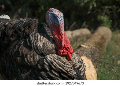 七面鳥 の画像 写真素材 ベクター画像 Shutterstock