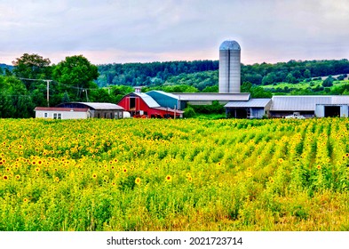 Farm In Upstate New York, Including Farmhouse, Red Barn House, Silo And Farmland. Farmer Life In Rural Area.
Beautiful Yellow Sunflowers As Foreground In Soft Blur.