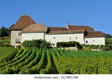 Farm in vineyards, Lavaux vineyards on terraces - UNESCO World Heritage, Lake Geneva shore, Lac Leman, Villette, district of Lavaux-Oron, canton Vaud, Switzerland, Europe