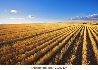 The Farm In Wheaten Fields Of Montana After Harvesting