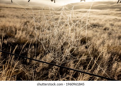 Farm Wire Fence, A Number 8 Wire Fence, Typically Found On All New Zealand Farms. 