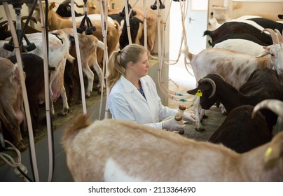 Farm Woman Worker In Barn With Cow Milking Machines. High Quality Photo