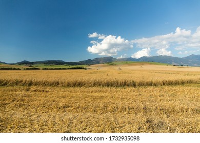 Farm Work Throughout The Year. Plowing, Preparation Of Senaze. Sheep In The Barn And On The Waist, Manure Spreading, Oilseed Rape Cultivation. Horses.work On The Farm In Summer And Winter. Still