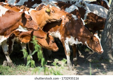 Farm Work Throughout The Year. Plowing, Preparation Of Senaze. Sheep In The Barn And On The Waist, Manure Spreading, Oilseed Rape Cultivation. Horses.work On The Farm In Summer And Winter. Still