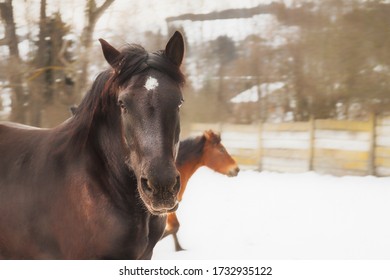 Farm Work Throughout The Year. Plowing, Preparation Of Senaze. Sheep In The Barn And On The Waist, Manure Spreading, Oilseed Rape Cultivation. Horses.work On The Farm In Summer And Winter. Still