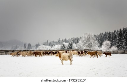 Farm Work Throughout The Year. Plowing, Preparation Of Senaze. Sheep In The Barn And On The Waist, Manure Spreading, Oilseed Rape Cultivation. Horses.work On The Farm In Summer And Winter. Still