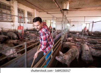 Farm worker cleaning and keeping pigpen and pigs clean. Farm hygiene and good care of domestic animals. - Powered by Shutterstock