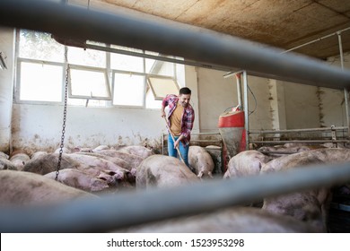 Farm worker cleaning pigpen. Farmer taking care of pigs at domestic farm. - Powered by Shutterstock