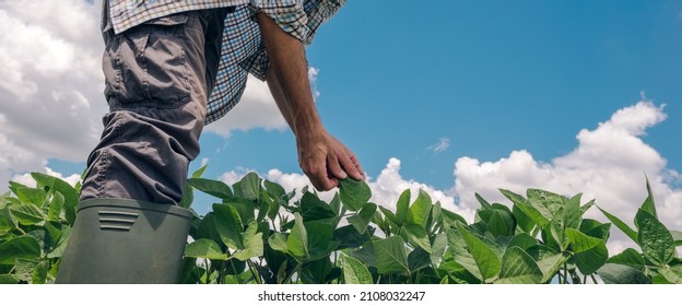Farm worker controls development of soybean plants. Agronomist checking soya bean crops growing in the field.