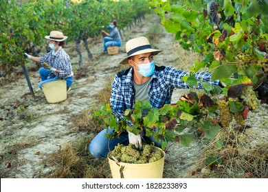 Farm Worker In Disposable Medical Mask Gathering Harvest Of Ripe White Grapes In Vineyard In Autumn. Concept Of Health Protection During COVID Pandemic