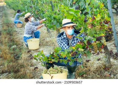 Farm Worker In Disposable Medical Mask Gathering Harvest Of Ripe White Grapes In Vineyard In Autumn. Concept Of Health Protection During COVID Pandemic