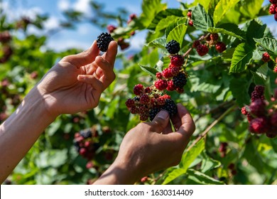 Farm Worker Hands Picking Ripe Blackberries Fruits From The Blackberry Bush, Hand Holding And Showing One Fresh Blackberry Fruit During Harvest Season