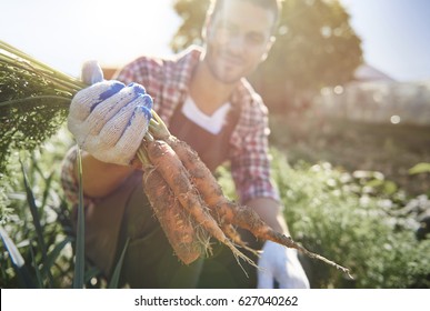 Farm Worker Harvesting Ripe Carrots