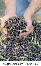 Farm worker harvests olives - Shutterstock ID 739067206