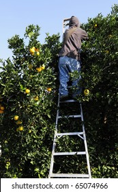 Farm Worker Picks Oranges In Central California Grove