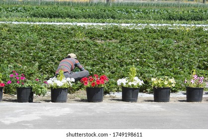 A Farm Worker Is Planting At A Nursery In Central BC Canada