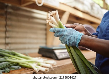 Farm, Worker Sorting Spring Onions For Vegetable Market. Health Groceries And Sale Of Green Consumer Products And Lifestyle. Nature, Agriculture And Food Industry For Grocery Or Supermarket.