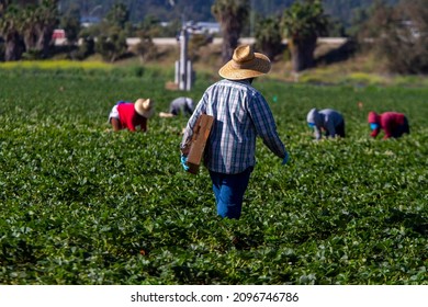 Farm Worker In Straw Hat Walking With Box In Strawberry Field 