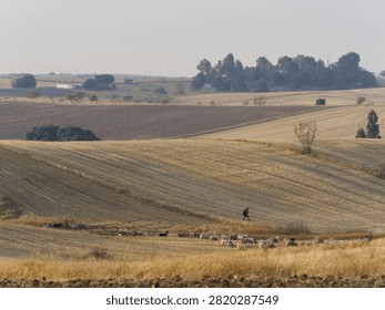 A farm worker walks in the fields while leading a group of sheep. The landscape shows rolling hills and cut crops under a clear sky. Trees and buildings are visible in the background.