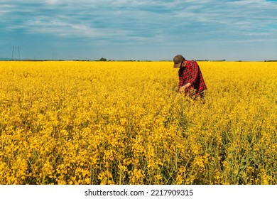 Farm worker wearing red plaid shirt and trucker's hat standing in cultivated rapeseed field in bloom and looking over crops, selective focus - Powered by Shutterstock