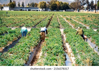 Farm Workers Harvesting Organic Strawberries From California Fields At Base Of Mountains