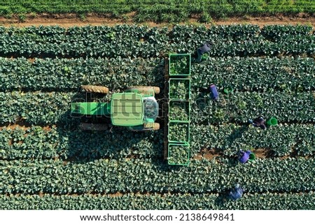 Farm workers picking Broccoli placing them in pallets, aerial view.
