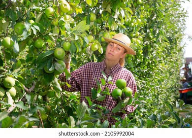 Farm Workers Picking Green Apples In Fruit Garden