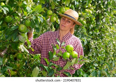 Farm Workers Picking Green Apples In Fruit Garden