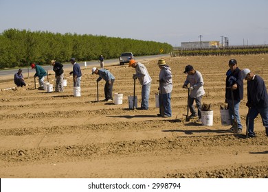 Farm Workers Plant Grapes In New California Vineyard