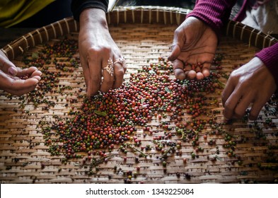 farm workers sorting and selecting fresh pepper peppercorns on plantation in kampot cambodia