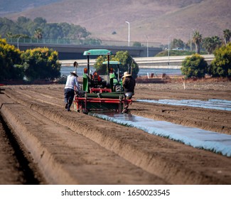 Farm Workers Using A Plastic Mulch Layer To Lay Plastic Tarp On Raised Dirt Crop Rows 