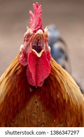 Farm Yard Chicken, Photographed At Babylonstoren Farm, Franschhoek, South Africa
