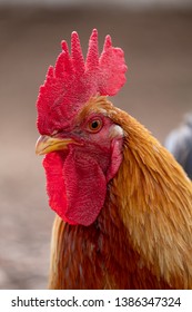 Farm Yard Chicken, Photographed At Babylonstoren Farm, Franschhoek, South Africa
