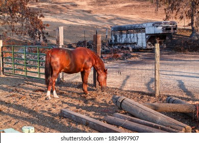 A Farm Yard Horse Survives A Raging  California Wildfire, Not So Good For His Transporter.