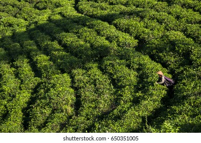 farmer