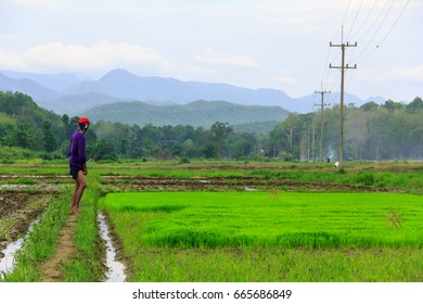 farmer