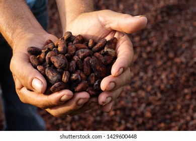 Farmer Activities In Cocoa Crops