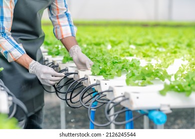 Farmer adjusting water pipe for supply watering system in hydroponic greenhouse 