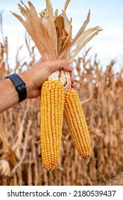 Farmer or agronomist in the corn field holding golden ripe cobs after the harvest. Close up of the hand holding corn.