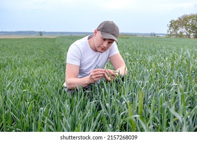 Farmer or agronomist crouching in the wheat field examining the yield quality. Agriculture worker checking the wheat straw and grain.