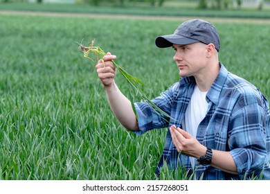 Farmer or agronomist crouching in the wheat field examining the yield quality. Agriculture worker checking the wheat grain, straw and roots.