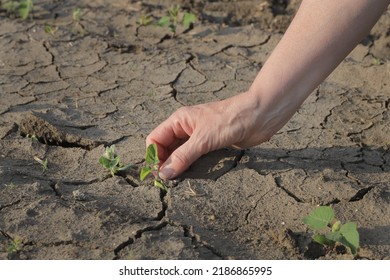 Farmer Or Agronomist In Green Soybean Field Examining Crop, Closeup Of Hand And Small Plant At Cracked Dry Land, Drought In Field