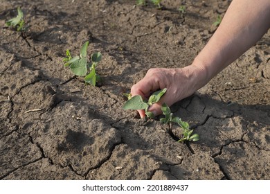 Farmer Or Agronomist In Green Soybean Field Examining Crop, Closeup Of Hand And Small Plant At Cracked Dry Land, Drought In Field