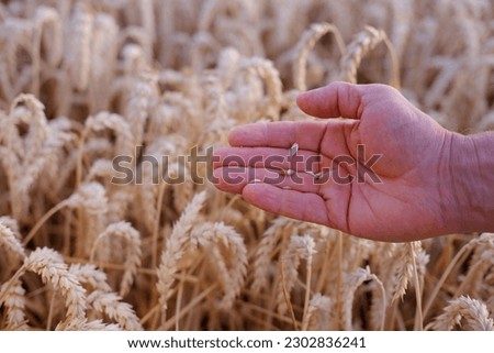 farmer, agronomist hands touch ripe, golden ears of wheat on field, concept of future harvest, bread production, stock exchange, grain trading, yield and grain quality of winter and spring wheat
