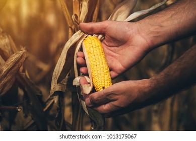 Farmer Agronomist Holding Corn Ear On The Cob. Ripe Maize Ready For Harvest.