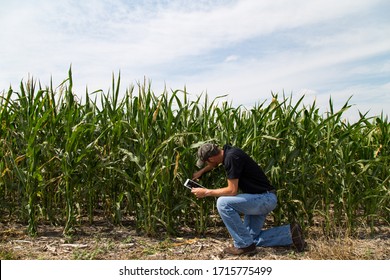 Farmer Agronomist Inspecting Corn With A Tablet