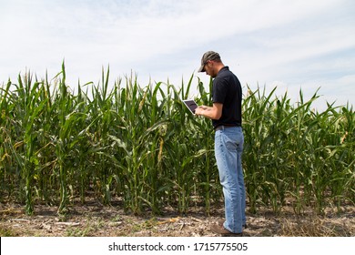 Farmer Agronomist Inspecting Corn With A Tablet