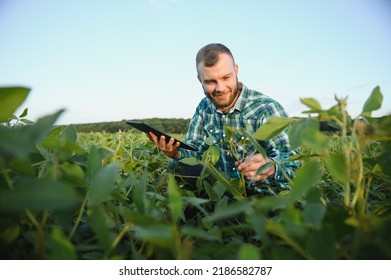 A Farmer Agronomist Inspects Green Soybeans Growing In A Field. Agriculture.